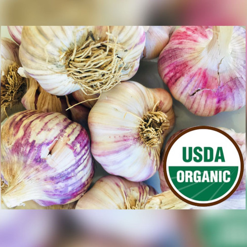Fresh Organic Purple Siberian Garlic Bulbs | Kejora Fresh