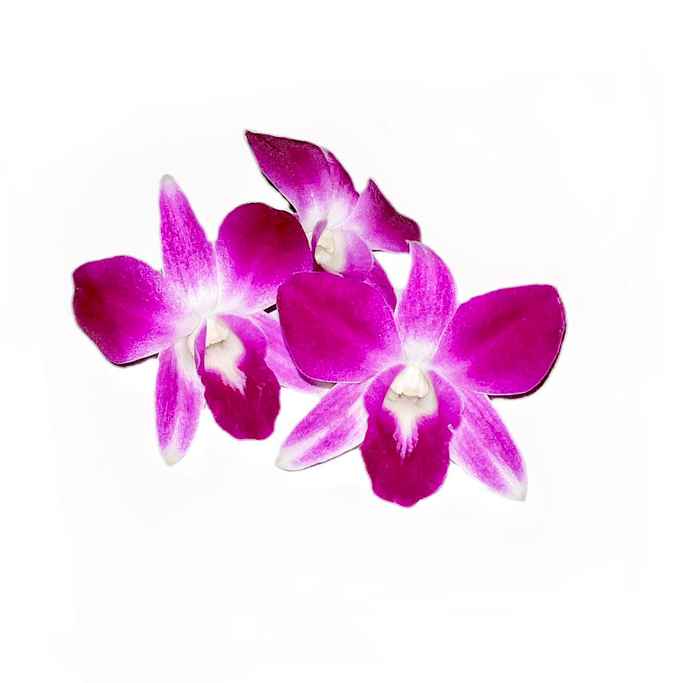 Thumbnail: Fresh Purple Dendrobium Orchids Individual blossoms
