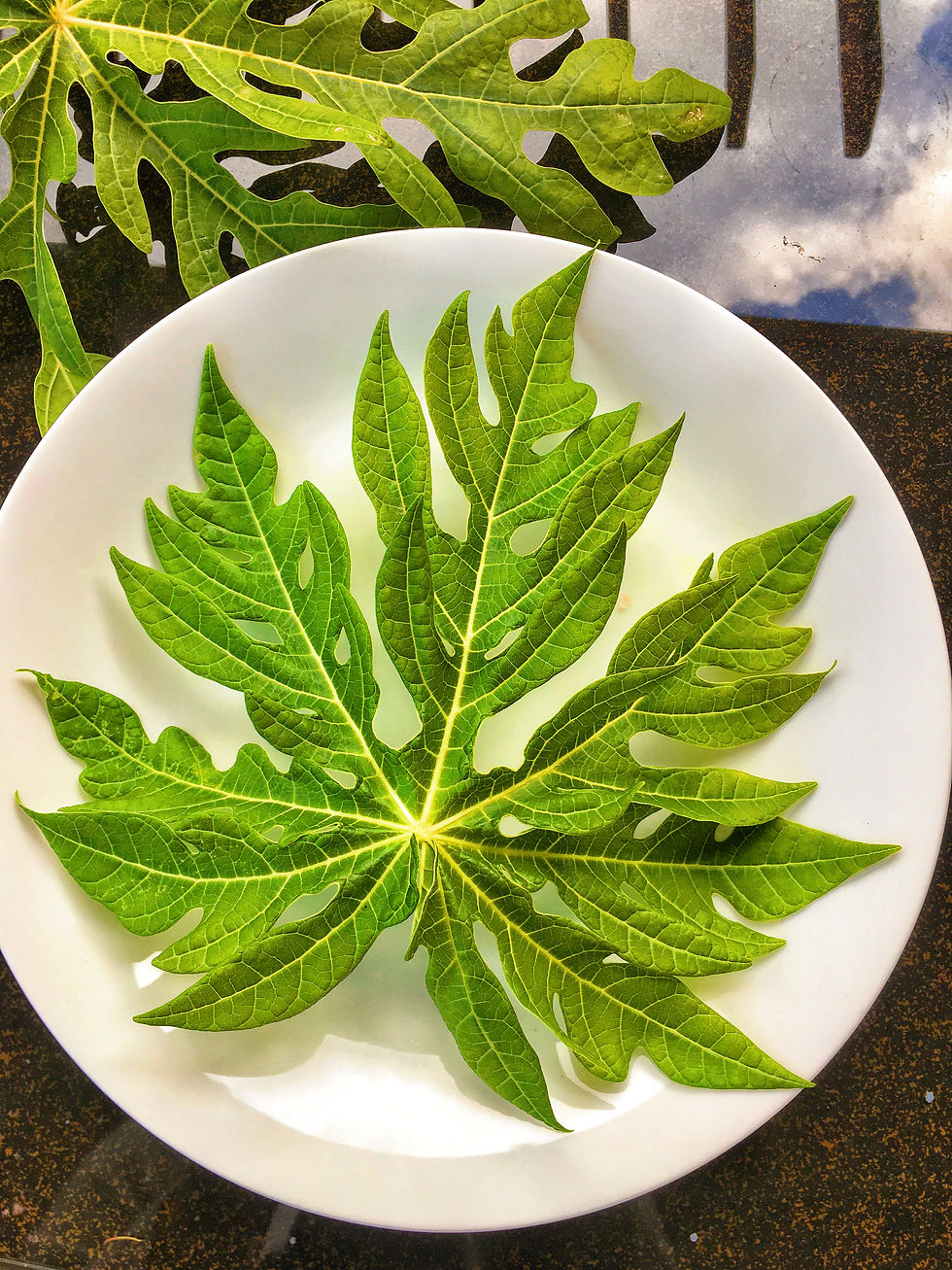 Fresh Papaya Leaves 1 lb
