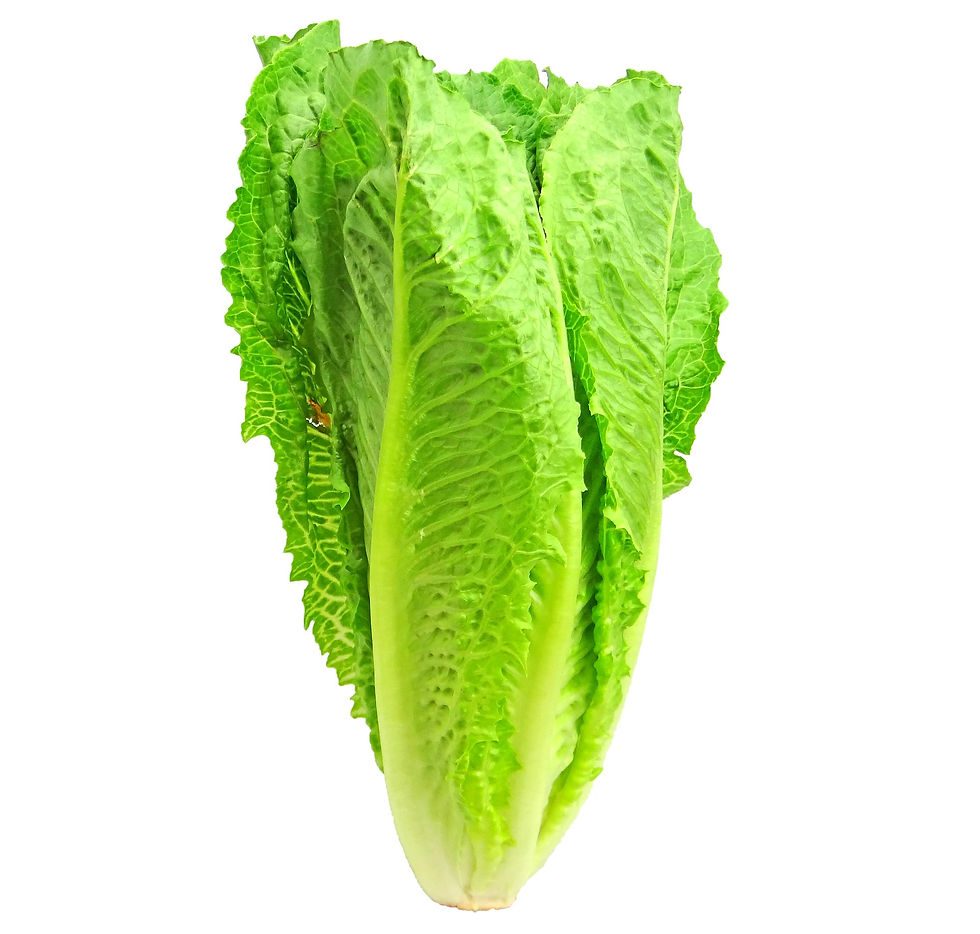 Fresh Romaine Lettuce 2 Packs