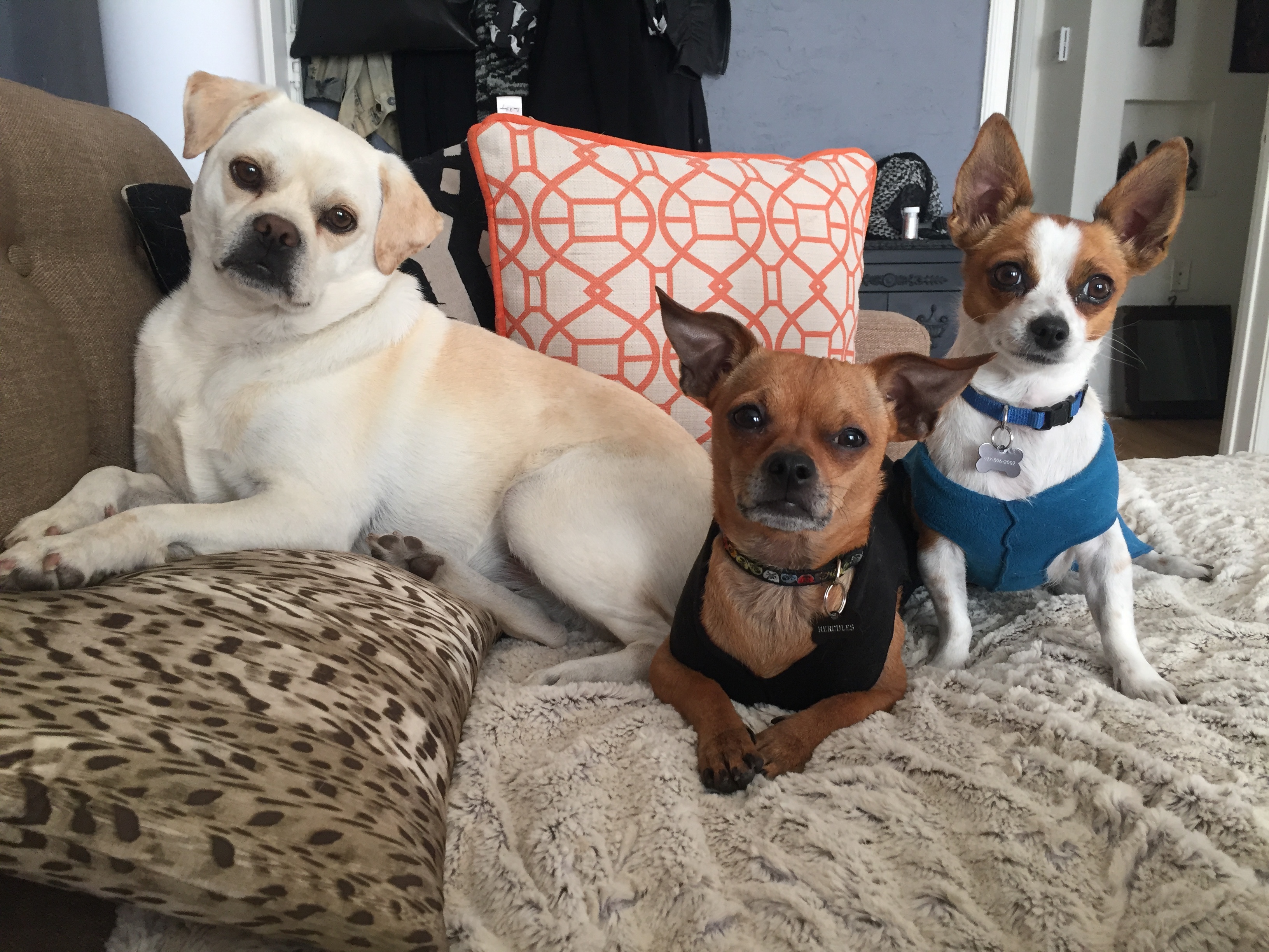 Luna Belle & Hercules