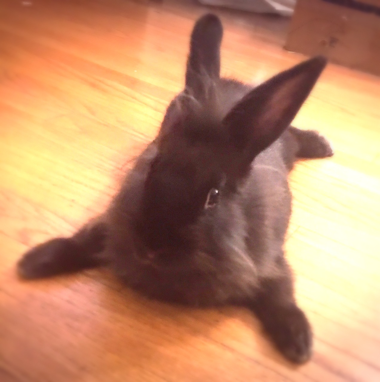 FunBuns