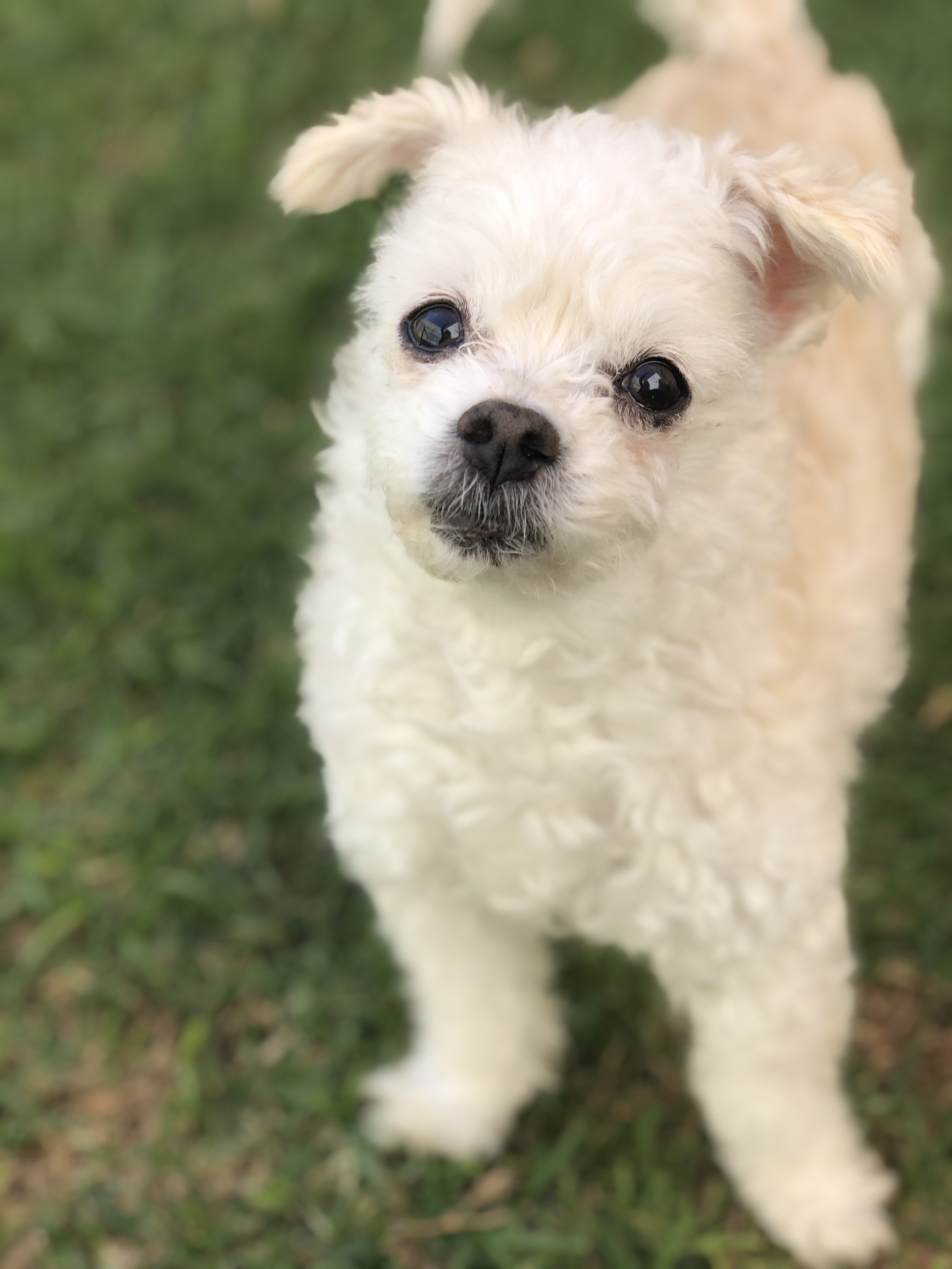 Gus Gus