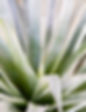 Foliage-and-Greenery35-22 copy.jpg