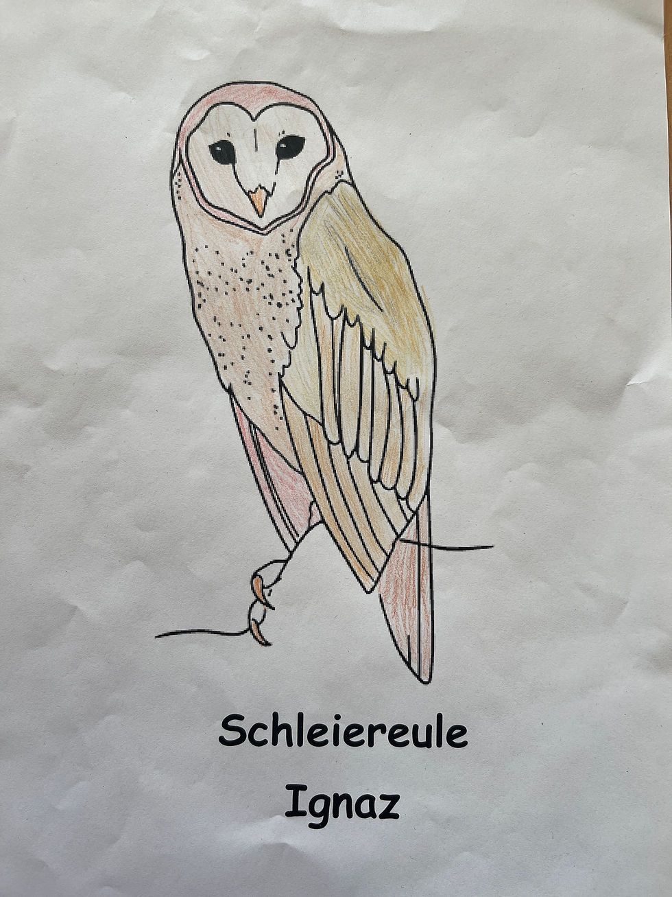 Schleiereule Ignatz