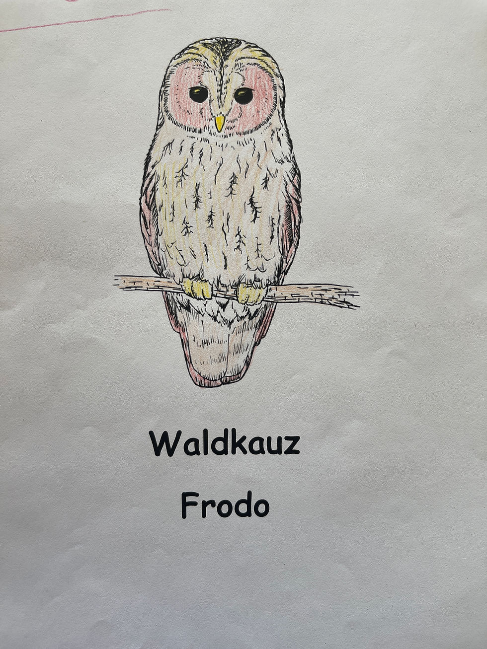 Waldkauz Frodo