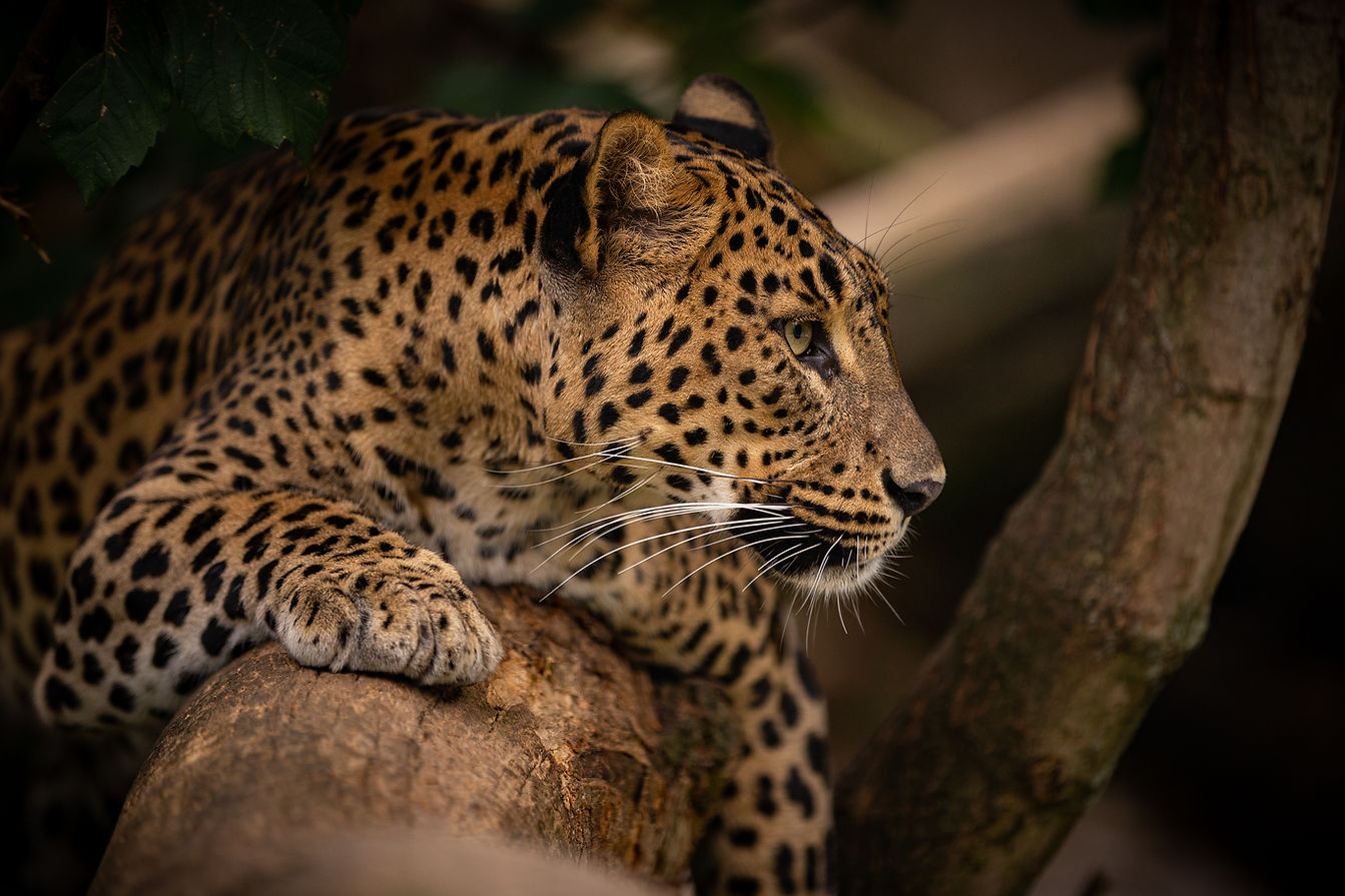 endangered-amur-leopard-resting-tree-nature-habitat-wild-animals-captivity-beautiful-felin