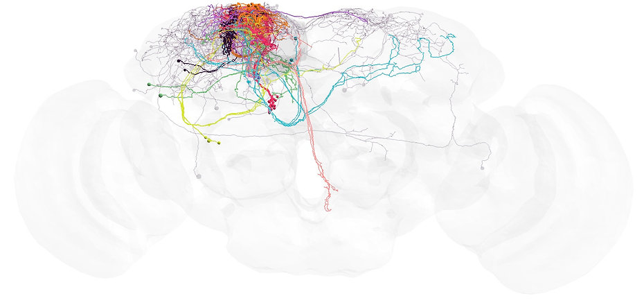 Neurocircuitry of Interest
