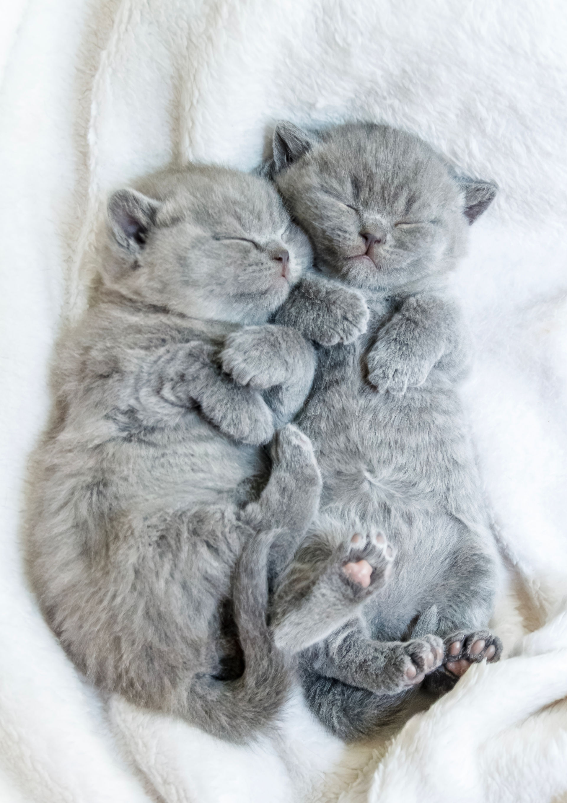 two blue British Shorthair newborn kittens lay on their backs and snuggle side by side