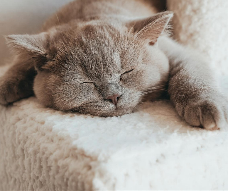 Cute British Shorthair Cat Relaxing at Home, Cozy Indoor Lifestyle.jpg