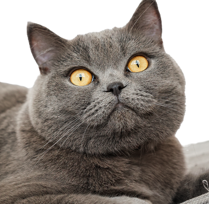British Shorthair Cat Close up in Hammock.jpg
