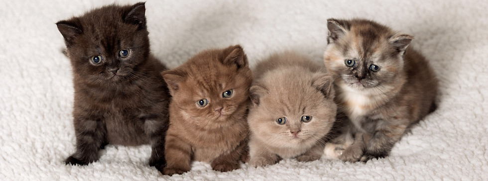 Cute British Shorthair kittens in a basket.jpg