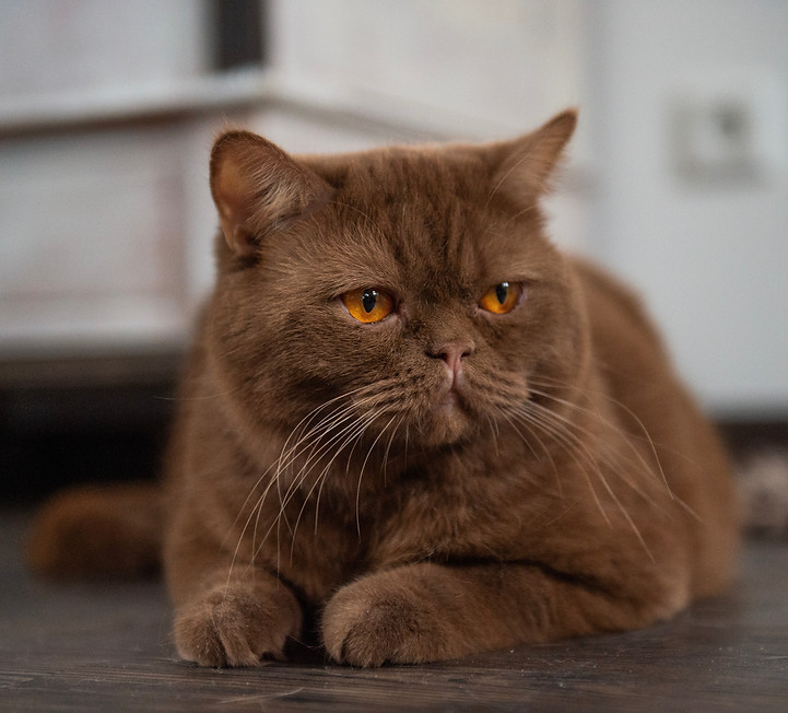 Portrait of a British Shorthair Cat.jpg