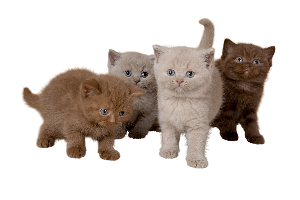Four British Shorthair kittens in different shades stand together