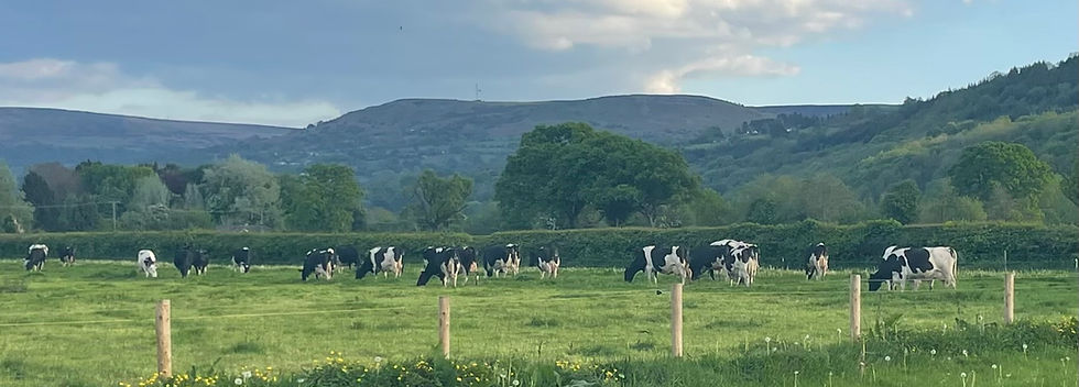 Grazing Cows .JPG