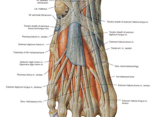 The forgotten muscles in your feet… and bunions.
