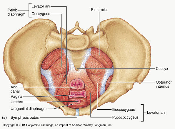 The role of the Pelvic floor in core stability