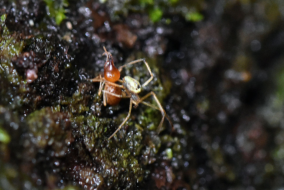Spider "fishing" for termites