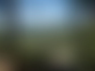 Scenery: the land drops dramatically and there's nothing but Ponderosa Pines to the edge of the horizon.