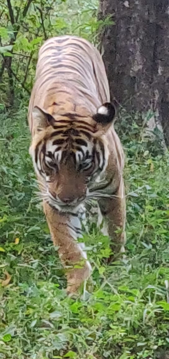 Noor - Tiger by Sheri McGuinn