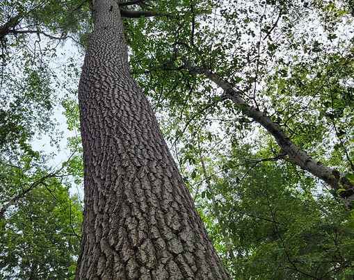 From Tree Crowns to Forest Patterns: Scaling with Remote Sensing