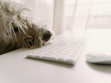 Dog looking for his tribe online.