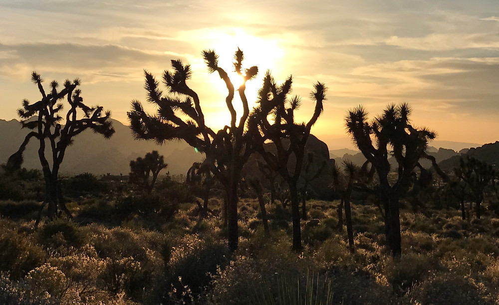 sunrise in Joshua Tree