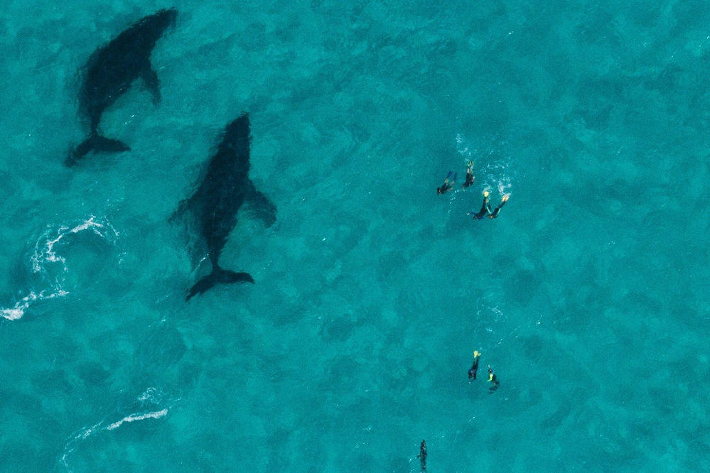 How Humpback Whales Communicate?