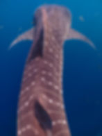 ree