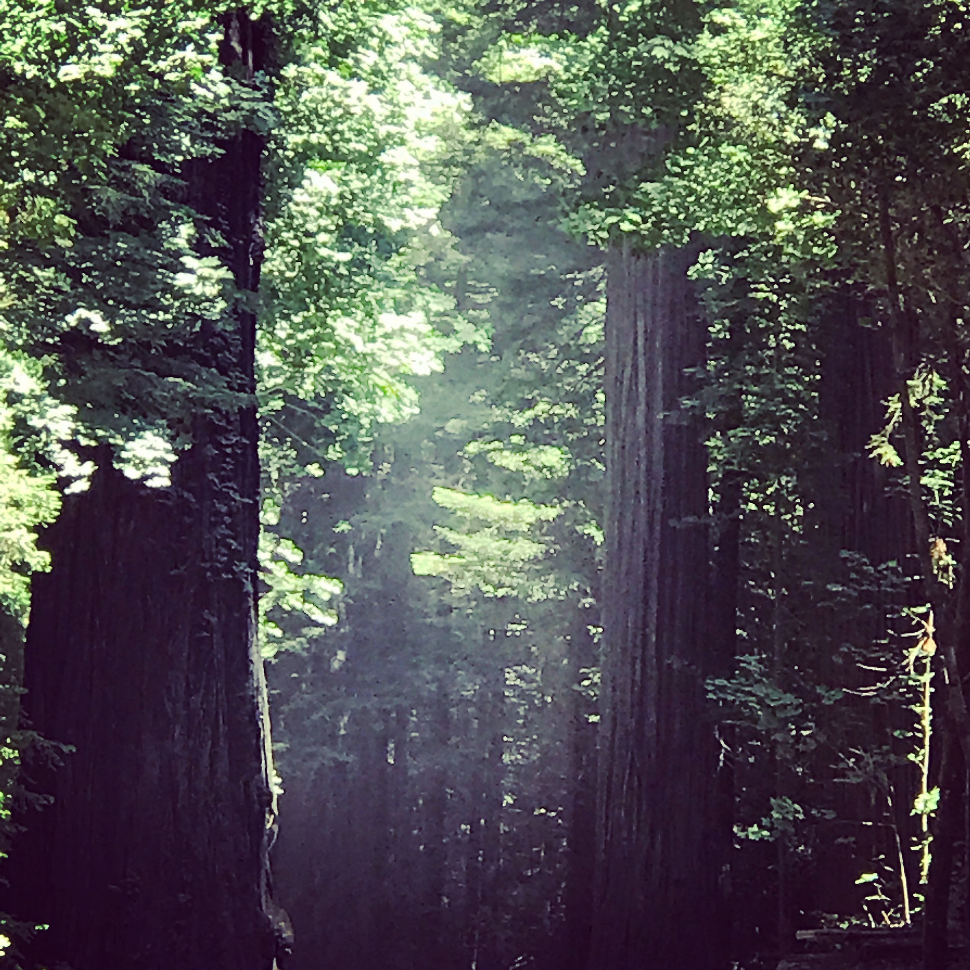 Redwoods!