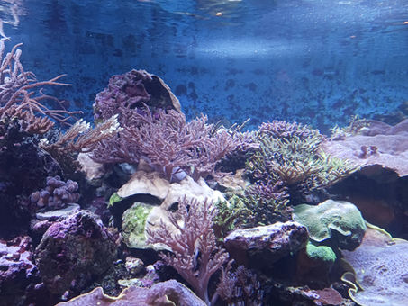 青い海とサンゴ