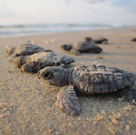 Los mejores programas de liberación de tortugas marinas en Zihuatanejo