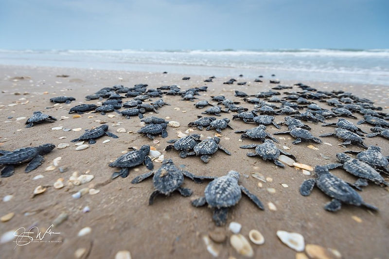 sea turtle release.jpeg