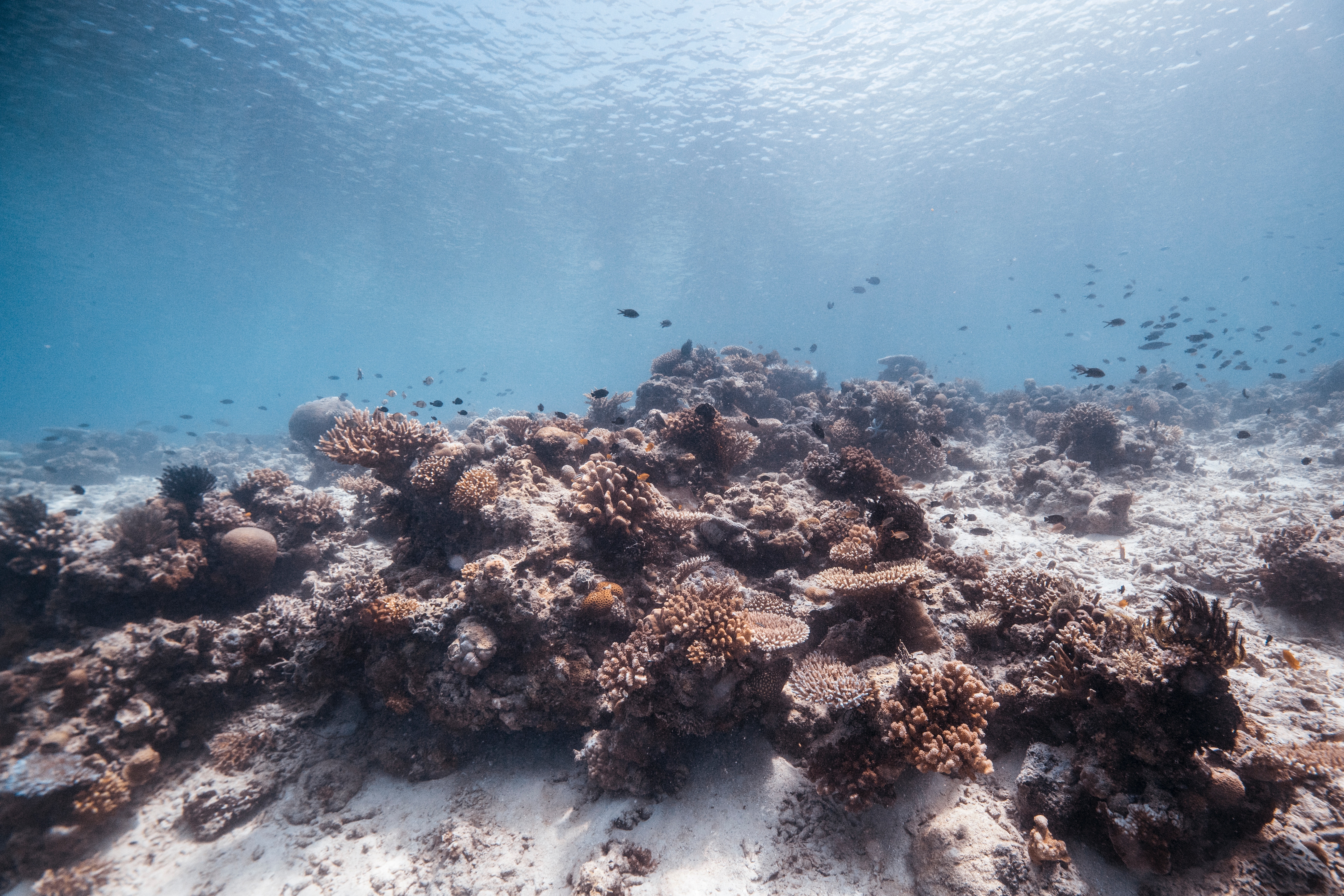 Sous la mer