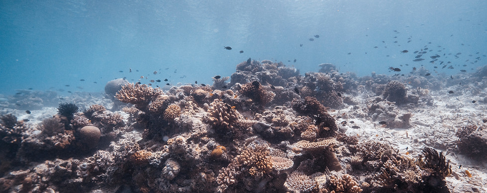 Under the Sea