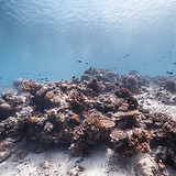 Sous la mer