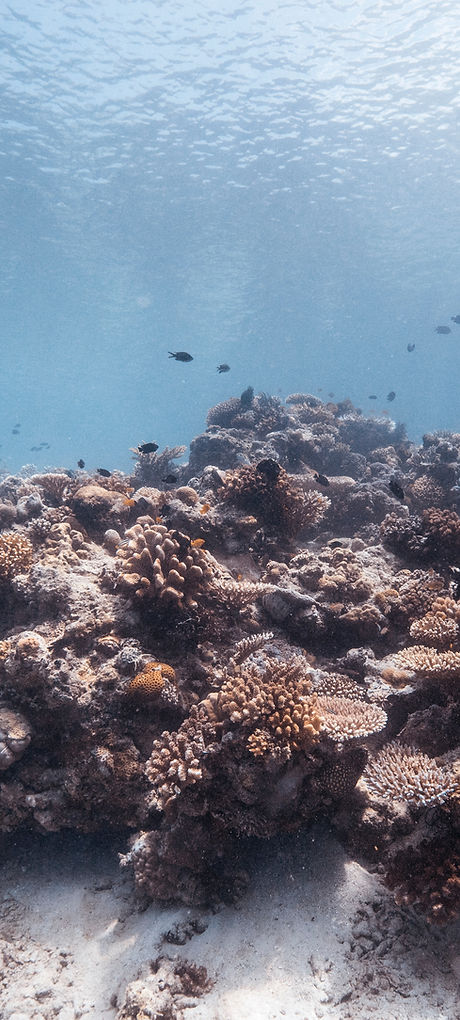 Under the Sea