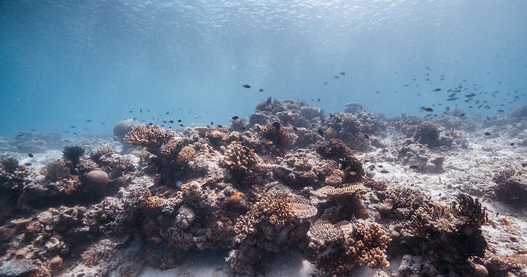 Under the Sea