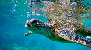 National Turtle Day