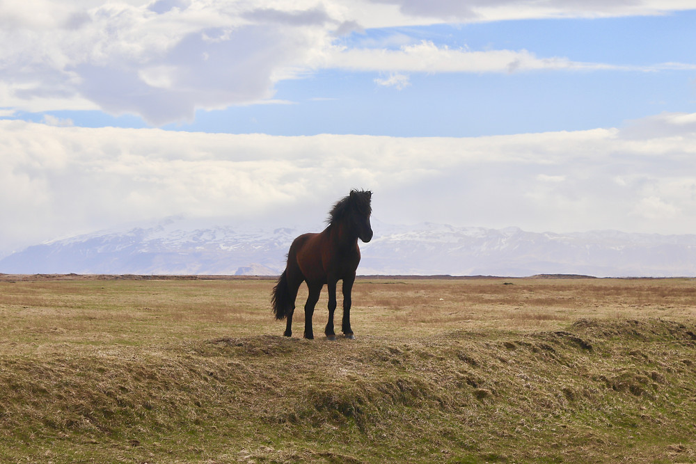 Icelandic Horse