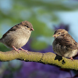 「車に鳥のフンがべったり付いていた私は運の悪い人間なのか？」