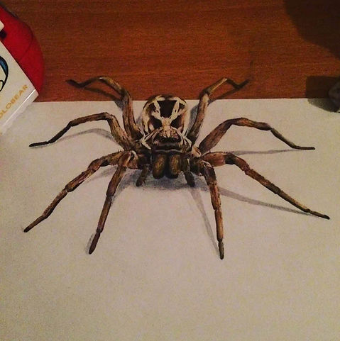 spider.jpg