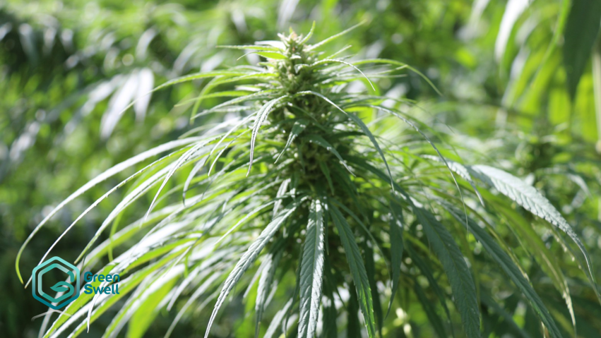 Chuxiong_hemp_grow_Green Swell_楚雄_工業大麻_種植_綠寶