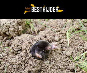 Heeft u mollen in uw tuin?