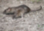 Ratten