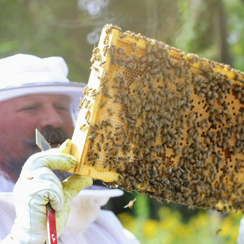 Beehive Inspection Class (More Classes Added)