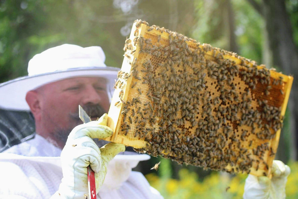 Spring Beehive Management: Splits & Swarm Recoveries