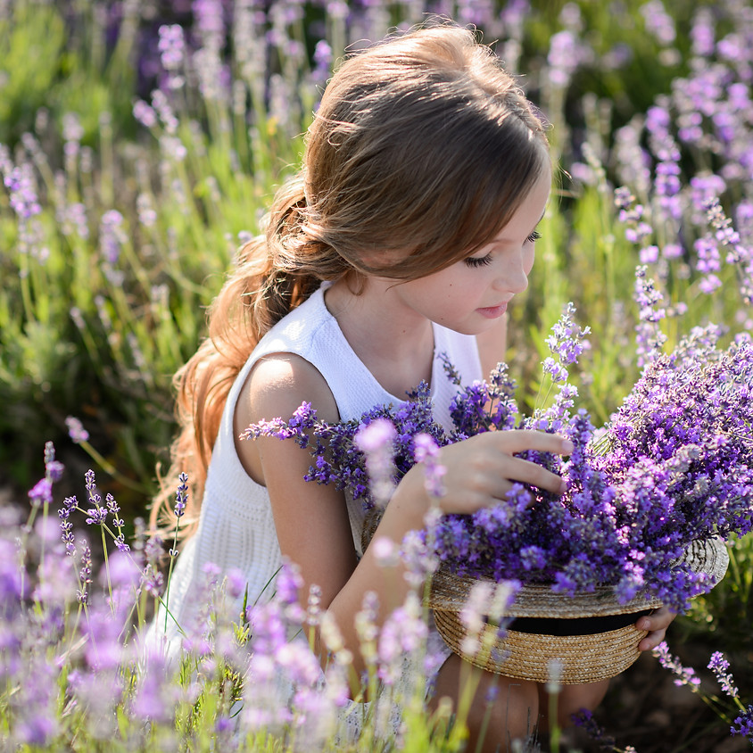 Lavender U-Pick Event on July 11th