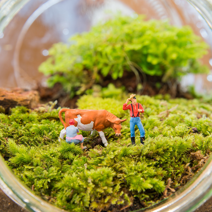 Terrarium Making