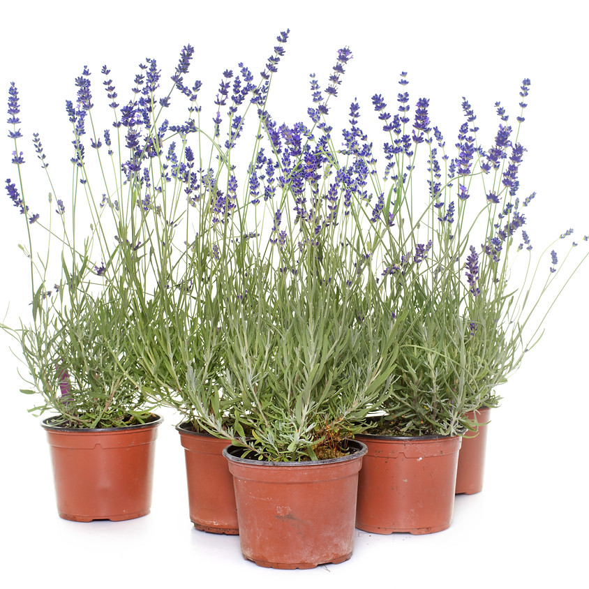 Lavender 101: U-Pick + Plant + Learn